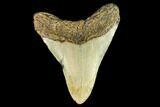 Fossil Megalodon Tooth - North Carolina #109867-2